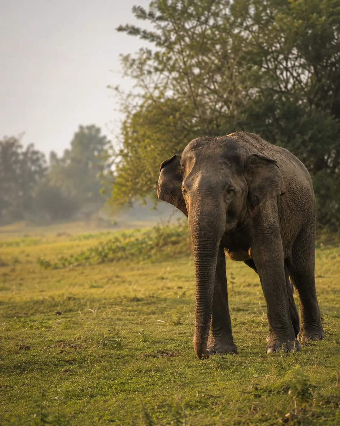 Sri Lankan Elephant